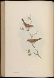 Sylvia nana